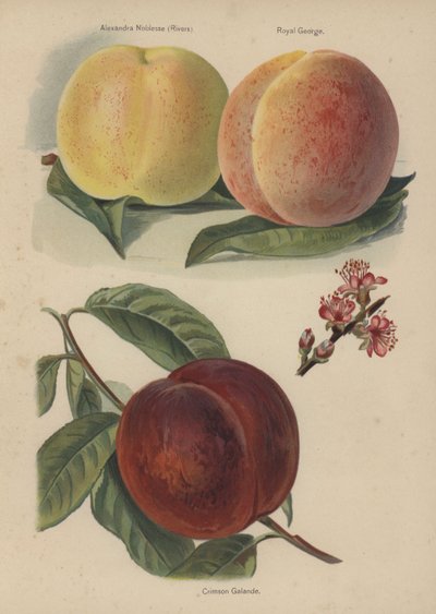Alexandra Noblesse (Rivers), Royal George, Crimson Galande alkotó: English School